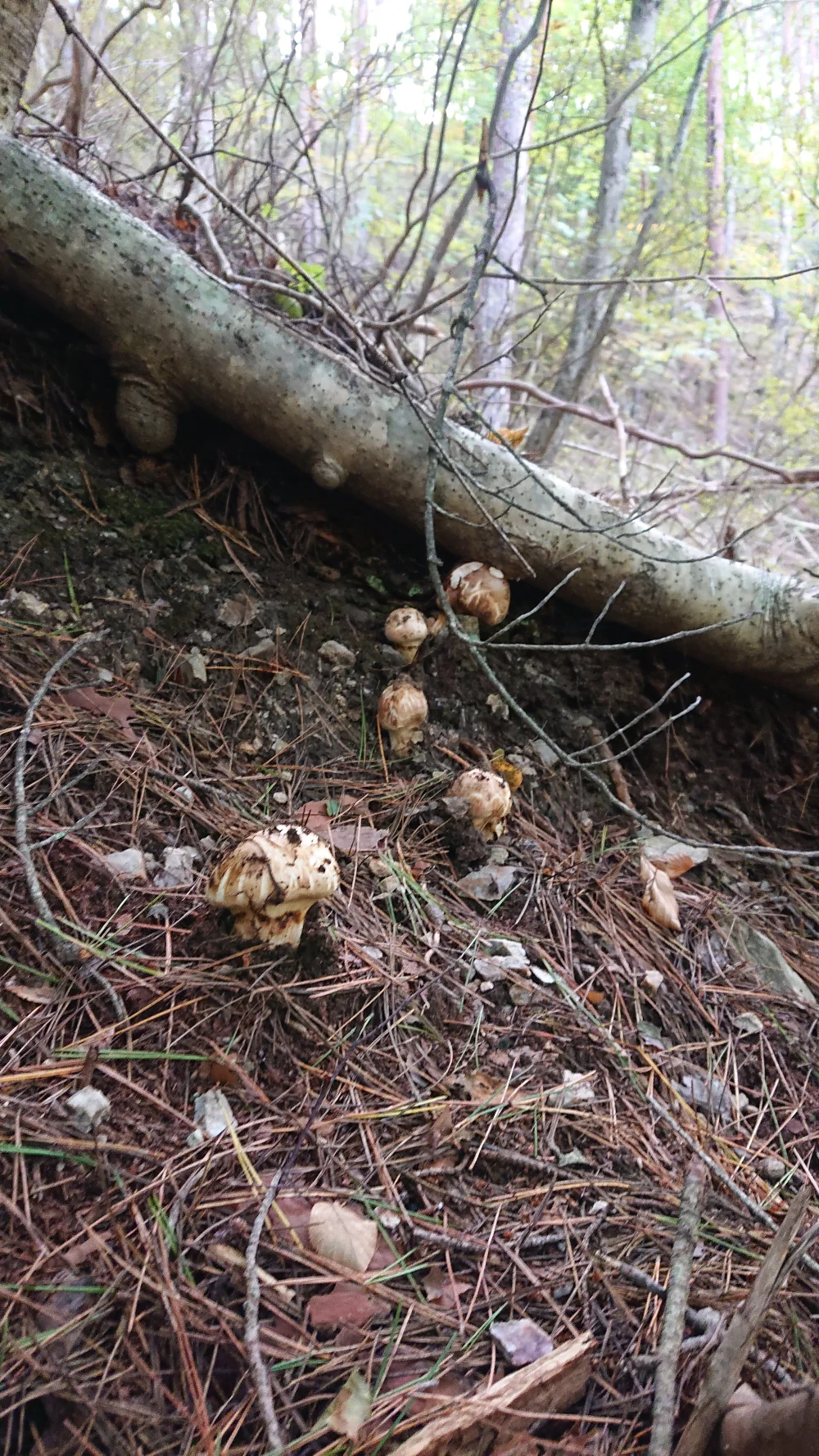 岩手三陸産 松茸訳あり品500g(発送時は600g以上入れています)｜野菜の