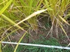 【令和4年産先行予約】米・食味鑑定士のつくる低農薬栽培米ひとめぼれ10㎏