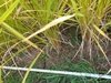 低農薬栽培米ひとめぼれ5㎏