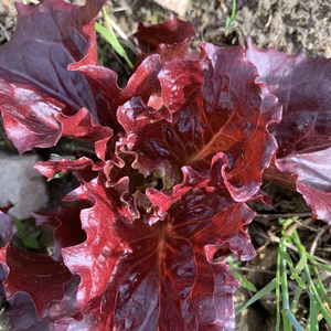 アントシアニン豊富なレッドリーフレタス「ワインドレス」