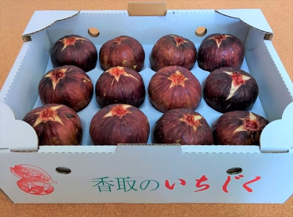 《自家栽培・産地直送》甘くて美味しい完熟いちじく　桝井ドーフィン　１２個入り