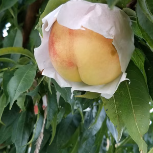 ご家庭用　福島の桃　小箱