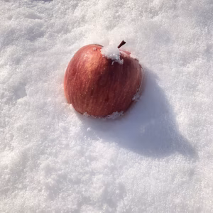 ラスト❗️家庭用　自慢の雪んこりんご約4.5キロ