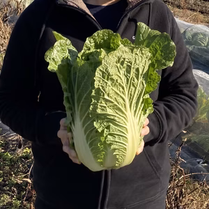 母（父）からの手紙？