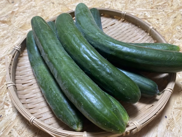 きゅうり　2キロ