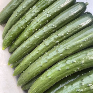 新鮮！朝採れまっすぐきゅうり 約2.0kg 【千葉県旭市産】