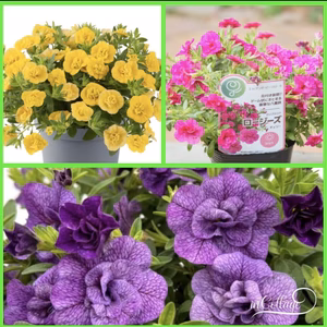 薔薇咲★カリブラコア★ロージーズ3色大鉢仕立て3鉢より