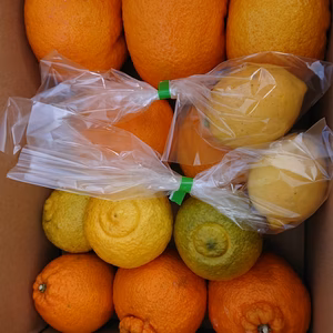 有機JAS認定 こだわりの柑橘セット 甘夏.はるか.不知火.レモン