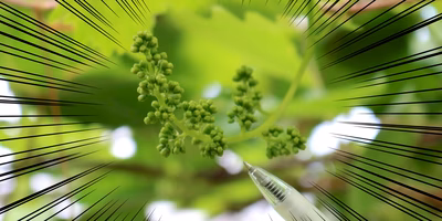 育種ってなんだ！「林ぶどう研究所」の品種改良イベントに農業ド素人が潜入してきた