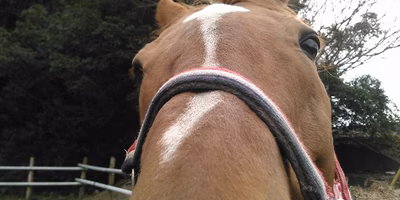 引退した競走馬たちが、ゆっくり余生を過ごす場所