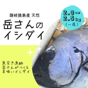 　【岳さんのイシダイ】 魚突きでとる　隠岐諸島産　天然イシダイ