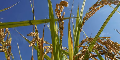 桒野由美さん（農家・福岡県福津市）に聞く！③：「医療で使うから医薬品、農業で使うから農薬。 これが私の考え方」