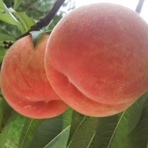 8月末~大好評につ受付再開！【美月】家庭用 5~11玉 1.5kg