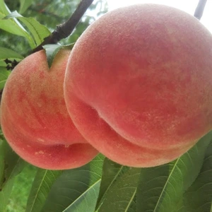 8月~ 追熟してとろける食感の桃【美月】家庭用 5~9玉 1.5kg