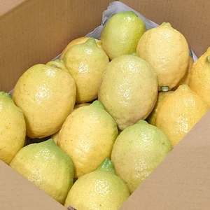 岩城島レモン（農薬・化学肥料不使用)2/23出荷分で終了予定