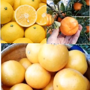 限定10 レア品【メロイエロー＆黄金ゴールド 】＆越冬完熟みかん