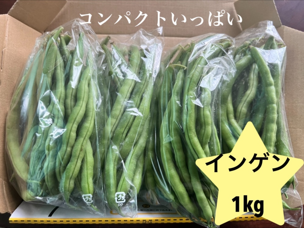 千葉県産 インゲン 1kg 無農薬 コンパクトいっぱい