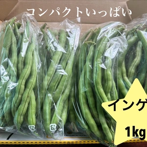 千葉県産　インゲン　1kg 無農薬　コンパクトいっぱい