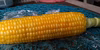 6本＊甘いとうもろこしといえば！ゴールドラッシュ！