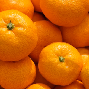 収穫順調30％オフ！　木成り完熟「温州みかん」SMLサイズ　！