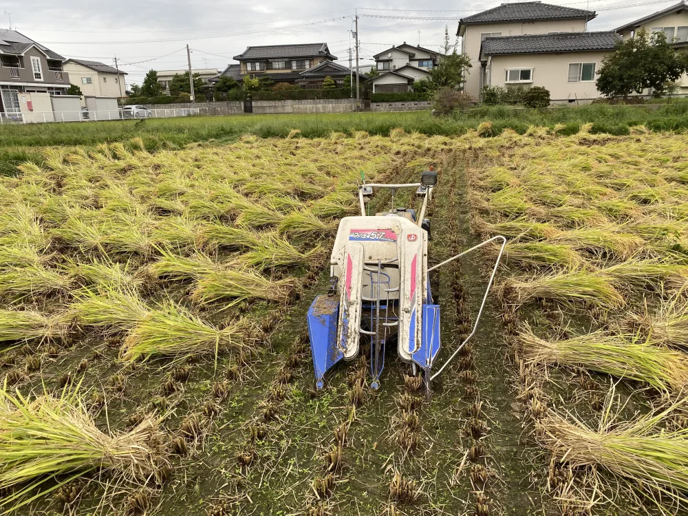 令和5年産 新米 有機栽培 若玄米 緑玄米 天日干し コシヒカリ 2kg