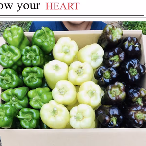 【数量限定】希少3色ペッパー美味しさ3倍✨旨ピーマン！自然栽培　農薬