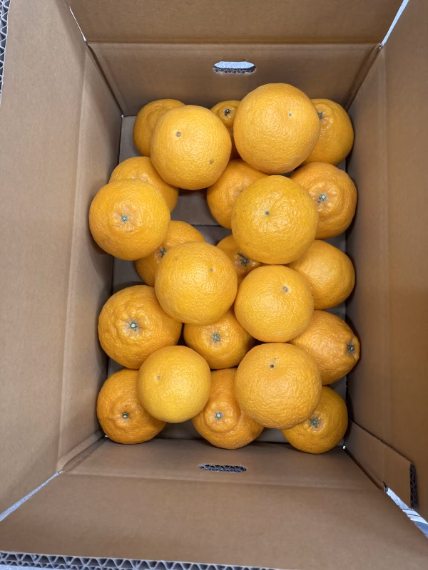 和歌山県有田産☆不知火　綺麗めな小さめサイズ　箱込み約5キロ