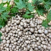 送料無料・プレゼント付き！青森県産山芋のむかご400g＋α