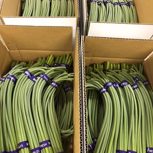 【国産】☆希少☆訳ありにんにくの芽予約販売のみ