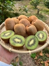 シーズン最終！★早生みかん・キウイ詰め合わせセット★