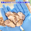 11月4日～出荷 生食用 剥き身 牡蠣 宮城県産【500ｇ×1本～4本】 むき身
