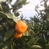 爽やかな伊豆の温州みかん【減農薬】