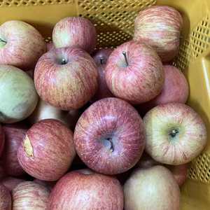 すぐ発送！スーパー規格外サンふじ　超訳あり箱込6キロ　蜜入あるかも！