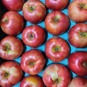 つがる5キロ14～20玉　（ご家庭用）お買い得品