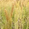  【無農薬・無肥料 自然栽培 天日干し】生命力溢れる 小麦全粒粉