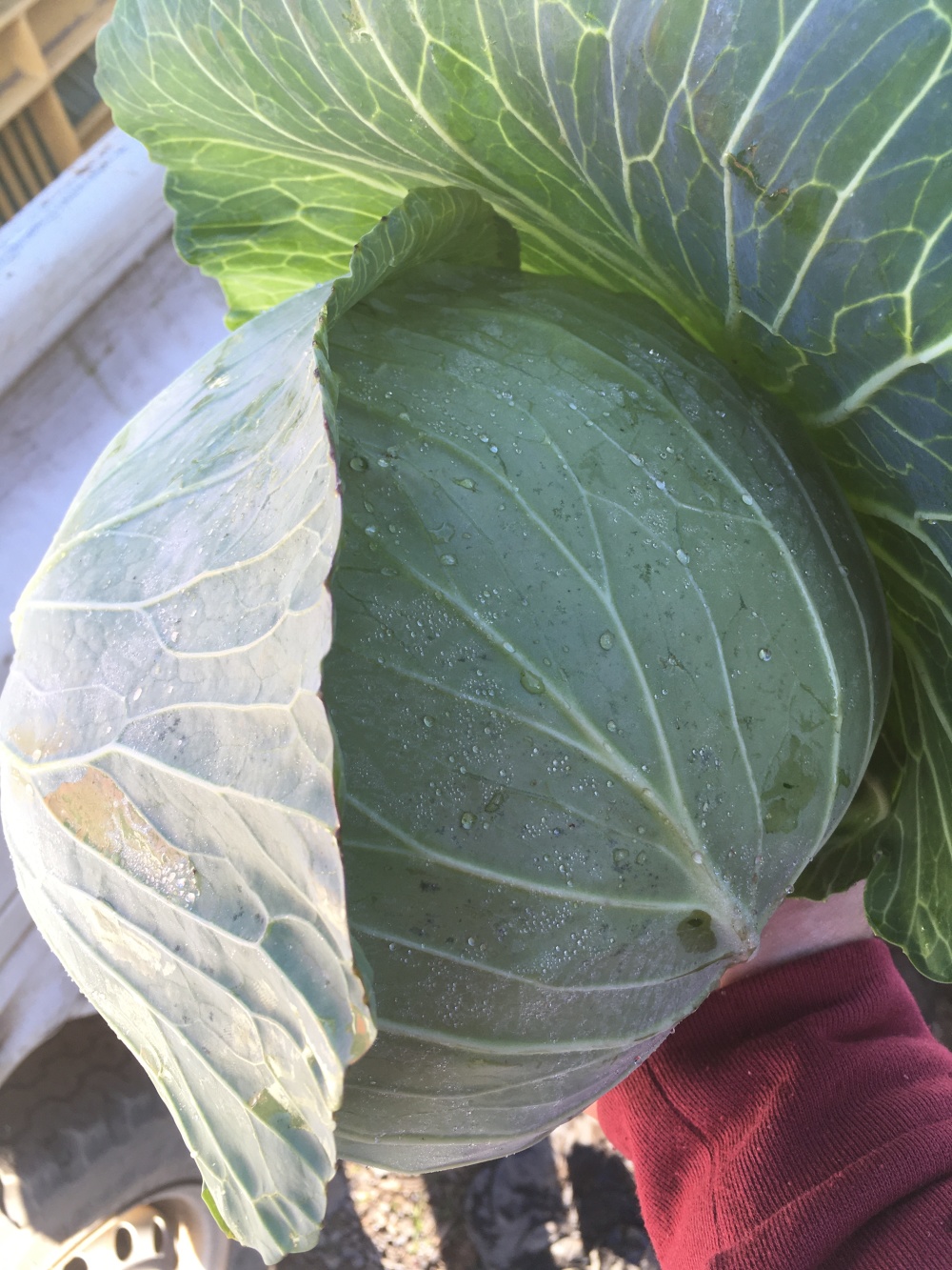 奇跡の 自然の中で育ったキャベツ 農家漁師から産地直送の通販 ポケットマルシェ