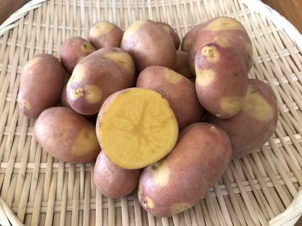 【特別栽培】希少ジャガイモ インカのひとみ（サイズ無選別）