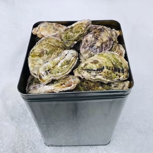 ＜殻付き１０Ｋ・缶＞奥能登石川県　穴水産　旨味が詰まった美味しい真牡蠣＜加熱用＞