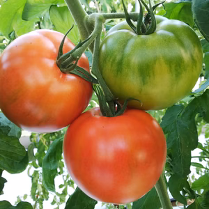 トマトの試験販売にご協力お願いします。１.8ｋｇ箱