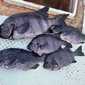 イシダイ、鮮魚ボックス3kのセット