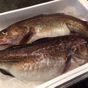 真鱈‼️タラ(オス)⭐️ 鍋の王様‼️ この時期だけの提供出来る魚です‼️