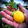 The citrus【mini LEMON】