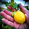 The citrus【mini LEMON】