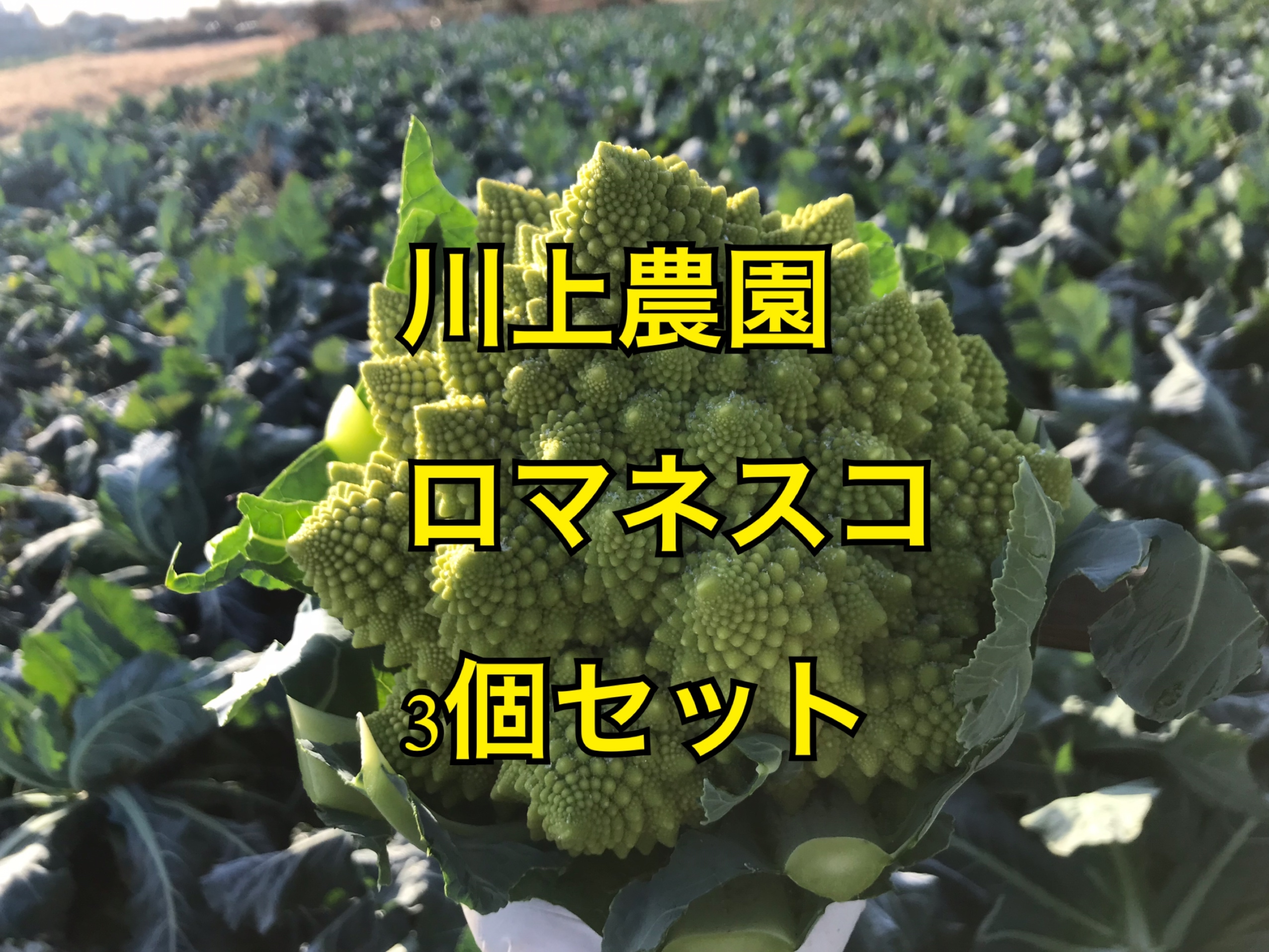 川上農園 世界一美しい野菜 ロマネスコ 3個セット 農家漁師から産地直送の通販 ポケットマルシェ