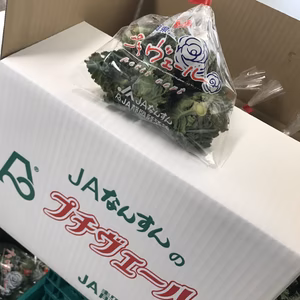 静岡生まれの新野菜プチヴェール