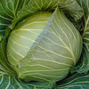 甘い！パリッと新鮮朝採り冬キャベツ4玉または5玉入り