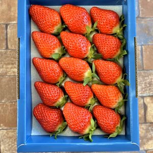 大きくて甘い特別な苺を大切な人に贈りたい