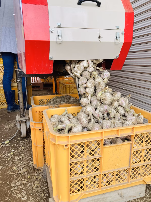 お手伝いお願いします！　山形最上伝承野菜　最上赤にんにく