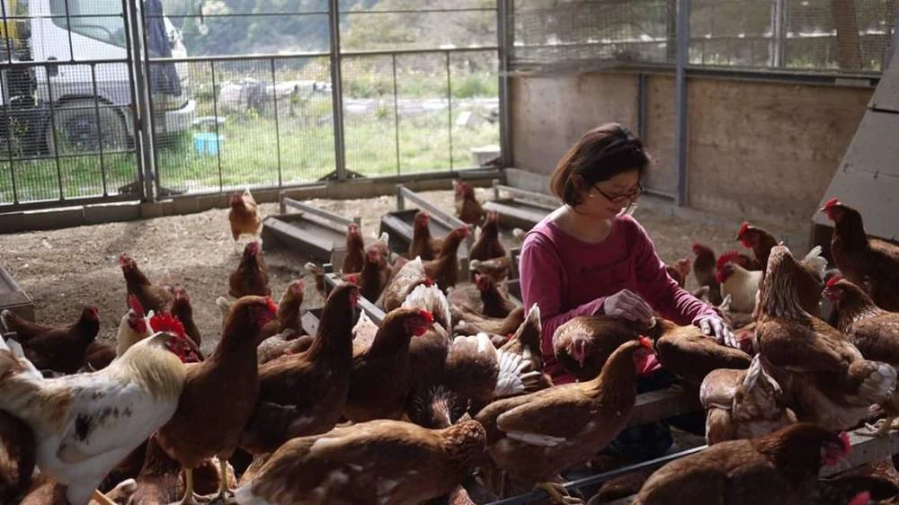 発酵ベッドでしあわせ鶏の平飼有精卵20個「ほんまの卵」