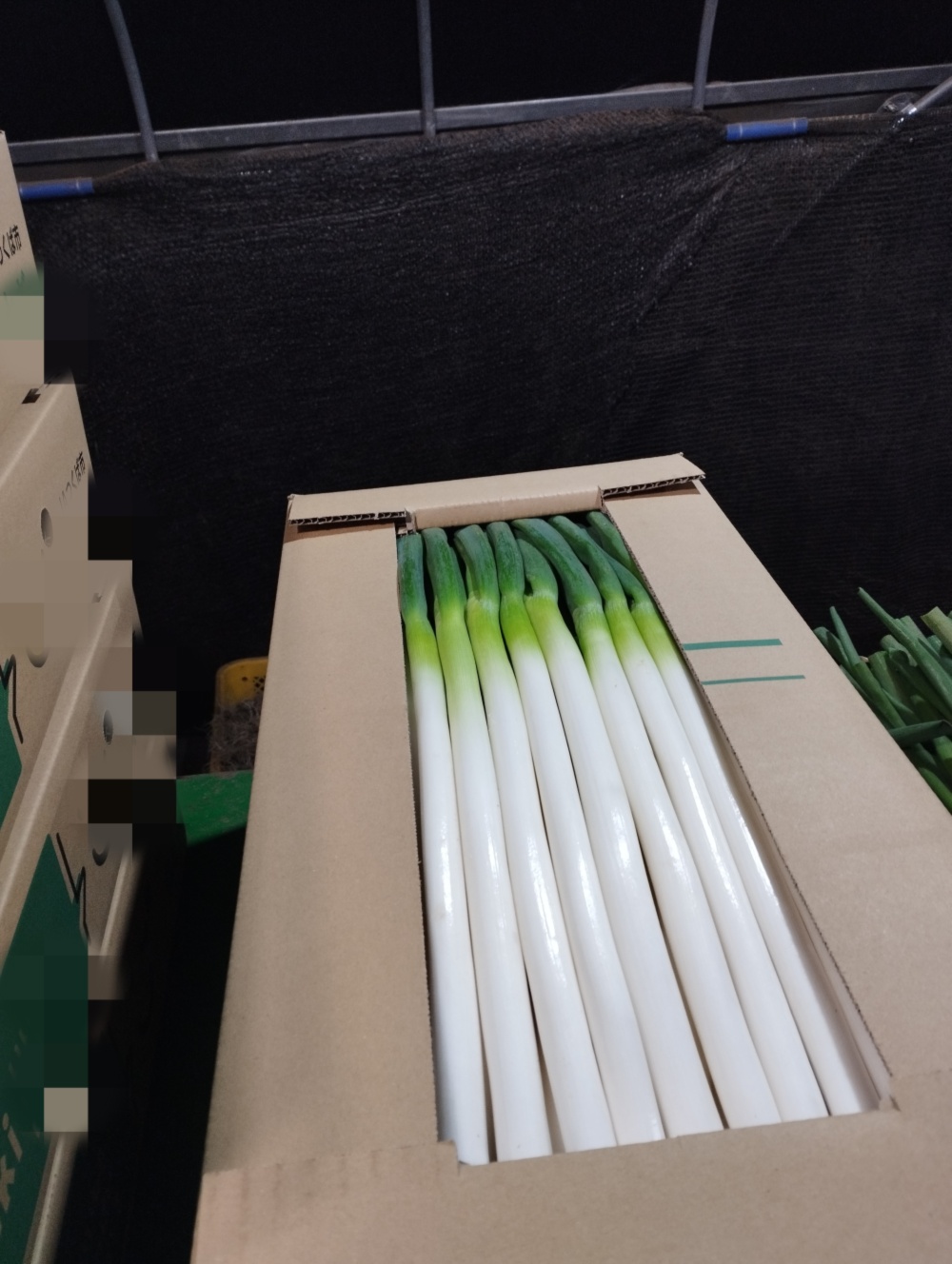 茨城県産長ネギSサイズ｜ねぎの商品詳細｜ポケットマルシェ｜産地直送